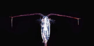 Copepods: The Cyclops of Water Territory