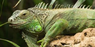 10 Largest Lizards That Are Still Living With Us Today