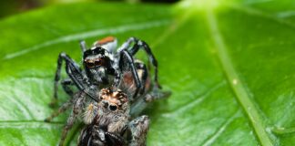 7 Dangerous Lovers: Female Animals That Eat Their Mates