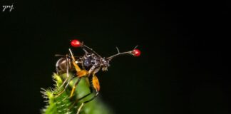 10 Animals With Unique Eyes You Probably Don’t Know