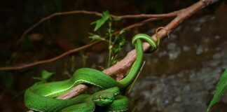 9 Dangerous Venomous Colorful Snakes