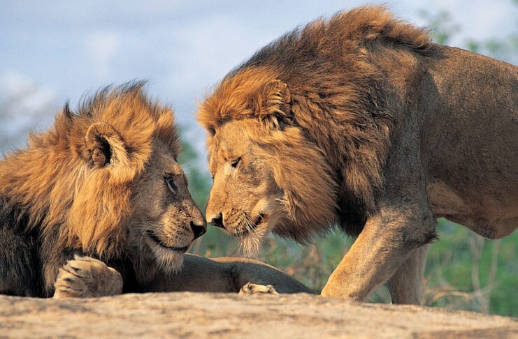 Animal Homosexuality: Gay Animals You Might Not Know