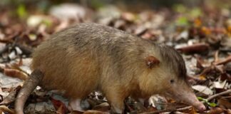 Unique Creatures: 5 Rare Venomous Mammals