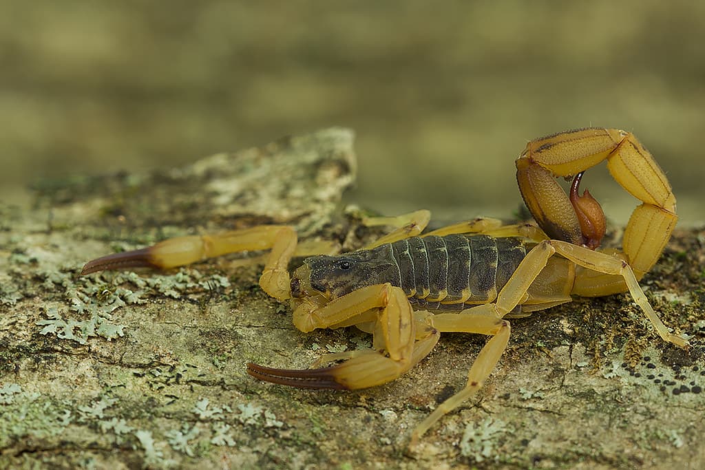 Venomous Scorpions