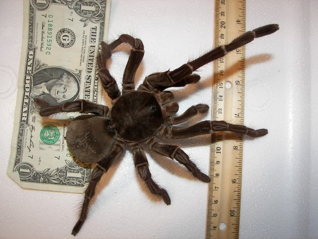 Largest Spiders