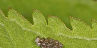 7 Animals With Weird Eggs To See