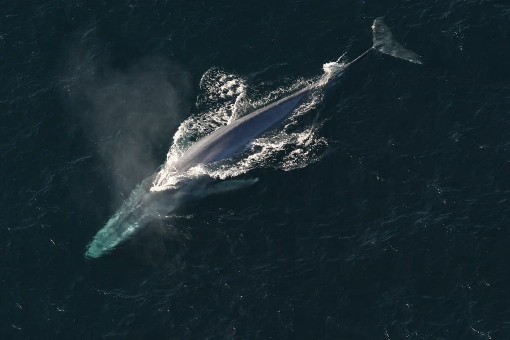 Largest Whales
