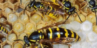 Eusociality: 4 Kingdom of Animals Ruled By Queens