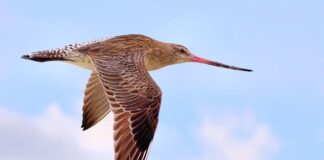10 Highest Flying Birds You May See From A Plane’s Window