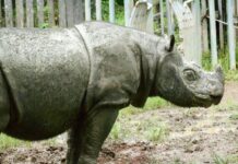 Extinction Commences As The Last Male Sumatran Rhino In Malaysia Dies Sumatran Rhino