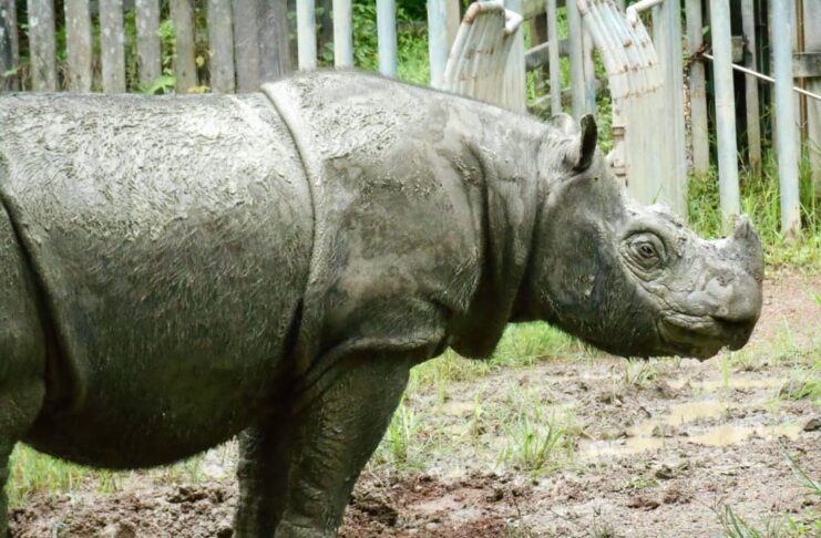 Sumatran Rhino