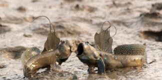 Amphibian Fish: 9 Unique Fish That Can Breathe Air