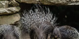 Animal Group Names You Might Not Know