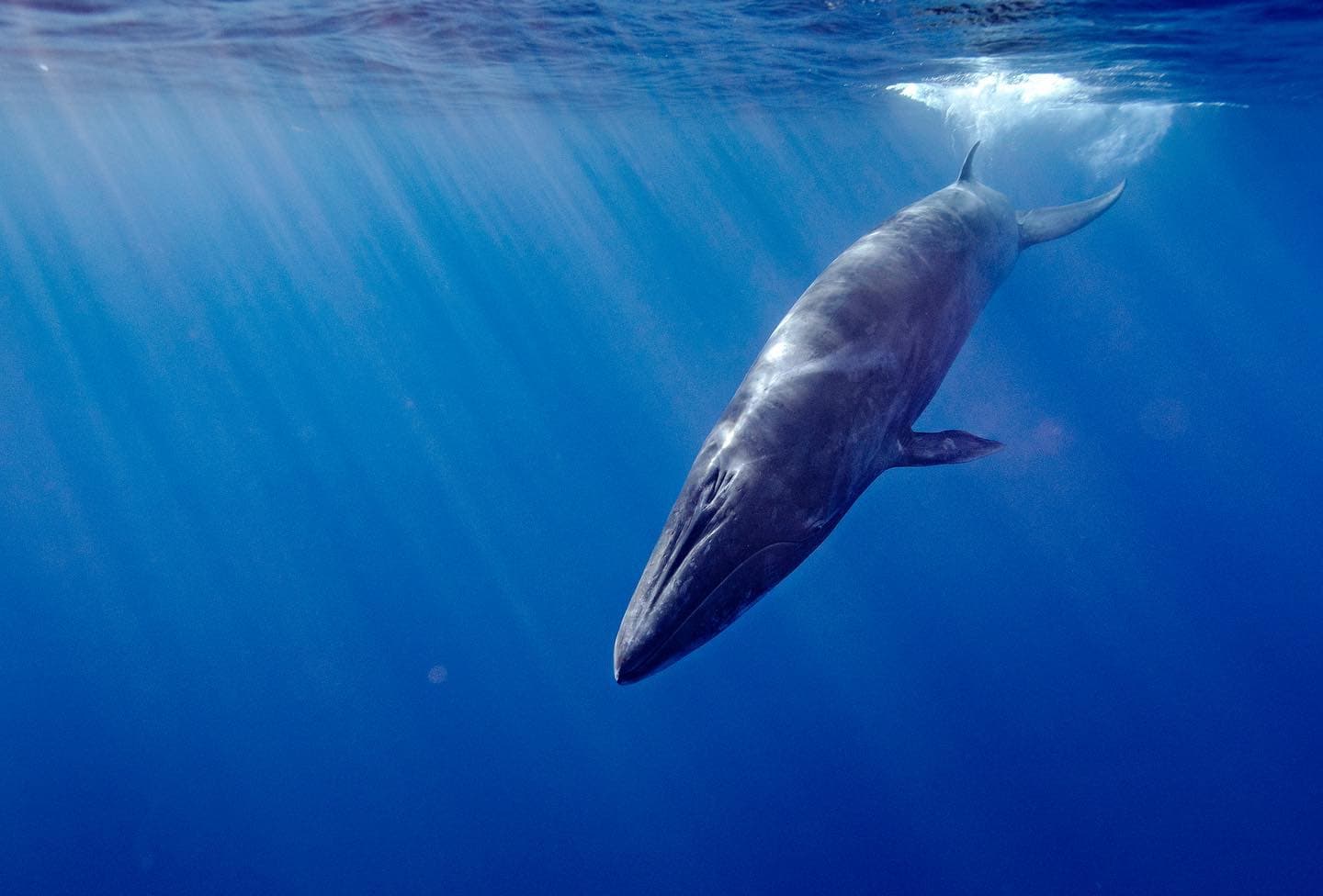 Largest Marine Animals: 10 Largest Whales In The Ocean - WhatDeWhat