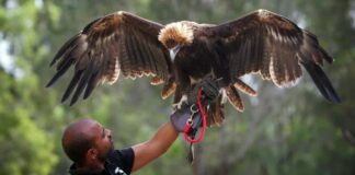 9 Largest Eagles With The Longest Wingspan