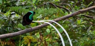 7 Fascinating Animals With Long Tails