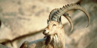 Extinct Animals That Disappeared In The Last 100 Years Extinct