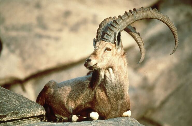 Extinct Animals That Disappeared In The Last 100 Years Extinct