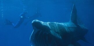 9 Animals With The Largest Mouths