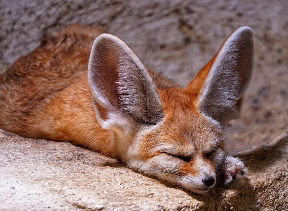 7 Super Cute Animals With Big Ears WhatDeWhat 7 Super Cute Animals With Big Ears WhatDeWhat