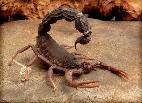 Venomous Scorpions