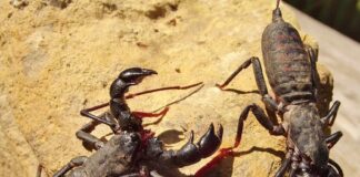 10 Harmless Scary Looking Animals