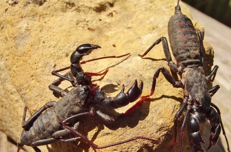 10 Harmless Scary Looking Animals