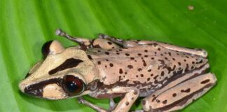 Toxic Amphibians: 2 Venomous Frogs That Can Kill You