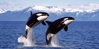 Orcas: Some Interesting Facts About Killer Whales