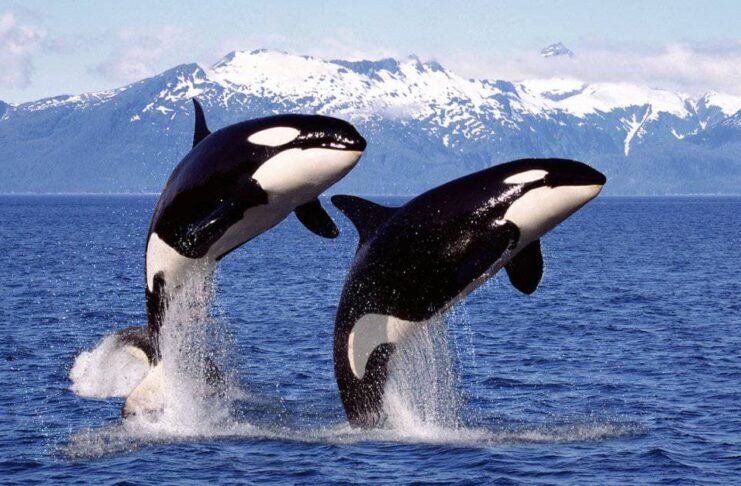 Orcas: Some Interesting Facts About Killer Whales