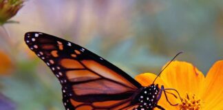 Daredevils: 5 Animals That Eat Poisonous Plants