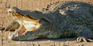 5 Most Dangerous Crocodiles