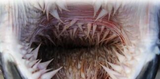 6 Toothiest Animals: Animals With The Most Teeth