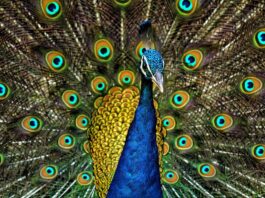 Peacocks