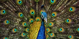 15 Noble Facts About Peacocks You Probably Don’t Know Peacocks