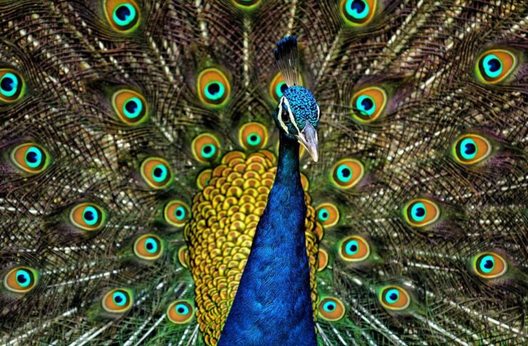 15 Noble Facts About Peacocks You Probably Don’t Know Peacocks