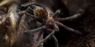 7 Largest Spiders In The World (Some Are Also Venomous)