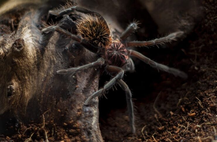 7 Largest Spiders In The World (Some Are Also Venomous)