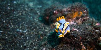 Unfortunate Life: 3 Male Animals That Lose Their Junks After Mating