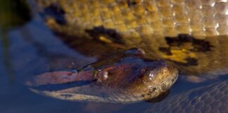 Largest Snakes: 10 Interesting Facts About Anacondas Anacondas