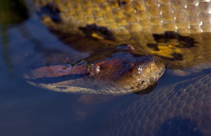 Anacondas