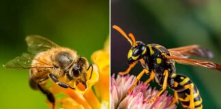 Differences Between Bees & Wasps You Should Know