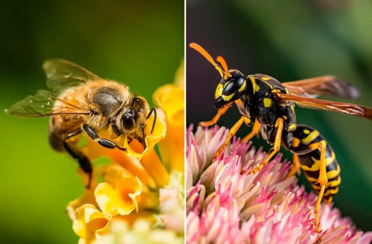 Differences Between Bees & Wasps You Should Know