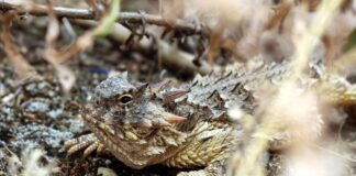 12 Animals With Strange Defense Mechanisms