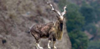 10 Animals With The Longest Horns