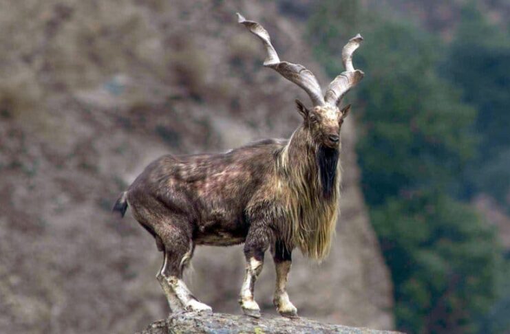10 Animals With The Longest Horns