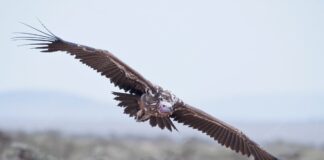 Raptor World: 7 Largest Vultures In The World