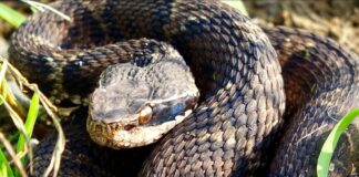 7 Dangerous Animals in Japan