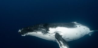 Largest Marine Animals: 10 Largest Whales In The Ocean