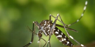 4 Dangerous Mosquitos Types & Diseases They Transmit